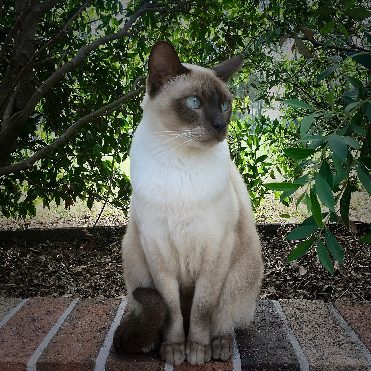Tonkijski (Tonkinese)