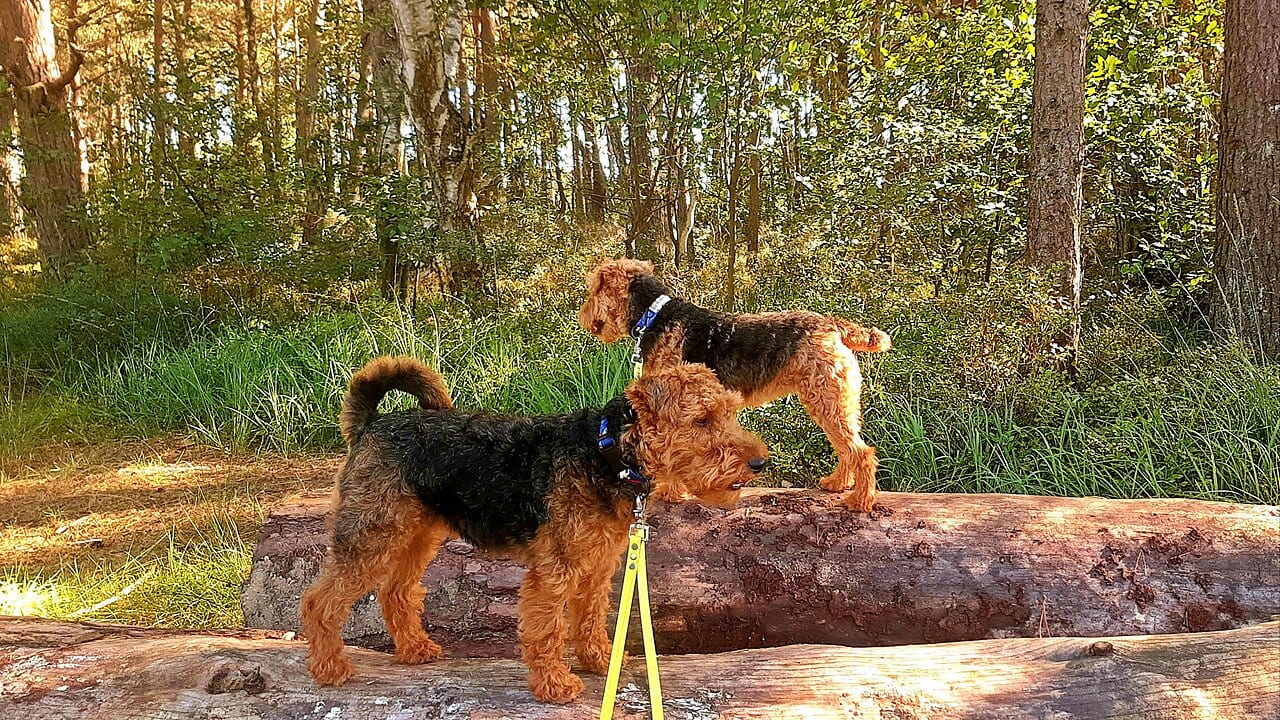 Welsh Terrier