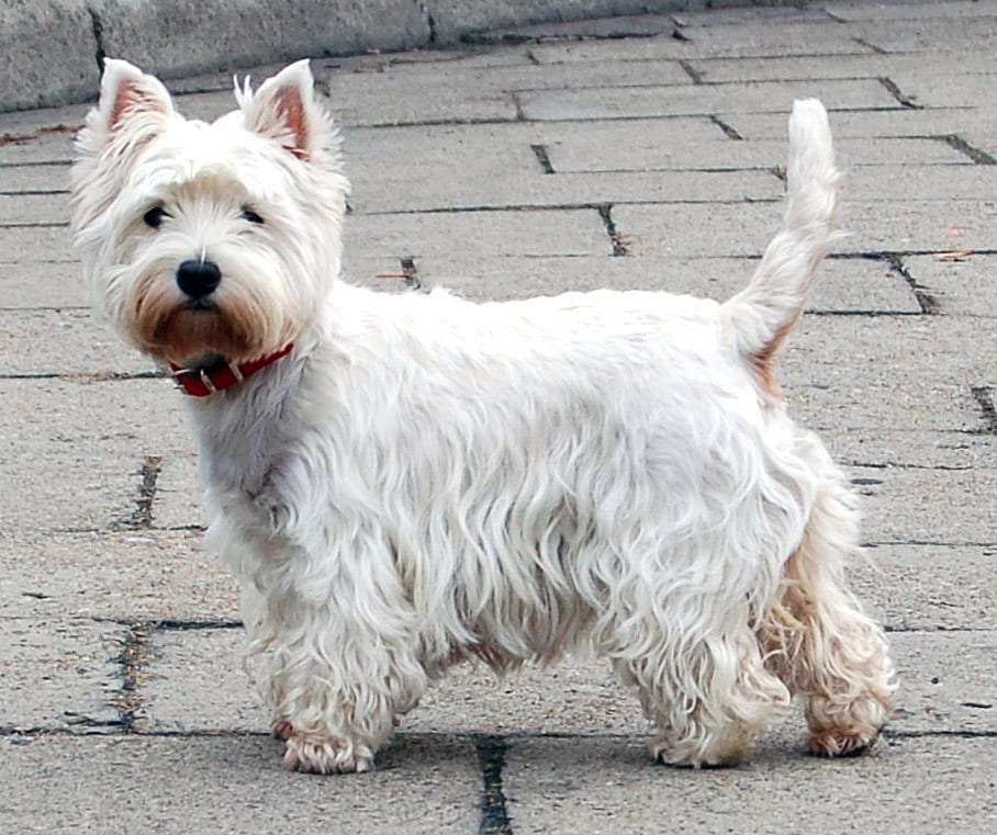 West Highland White Terrier (Westie)