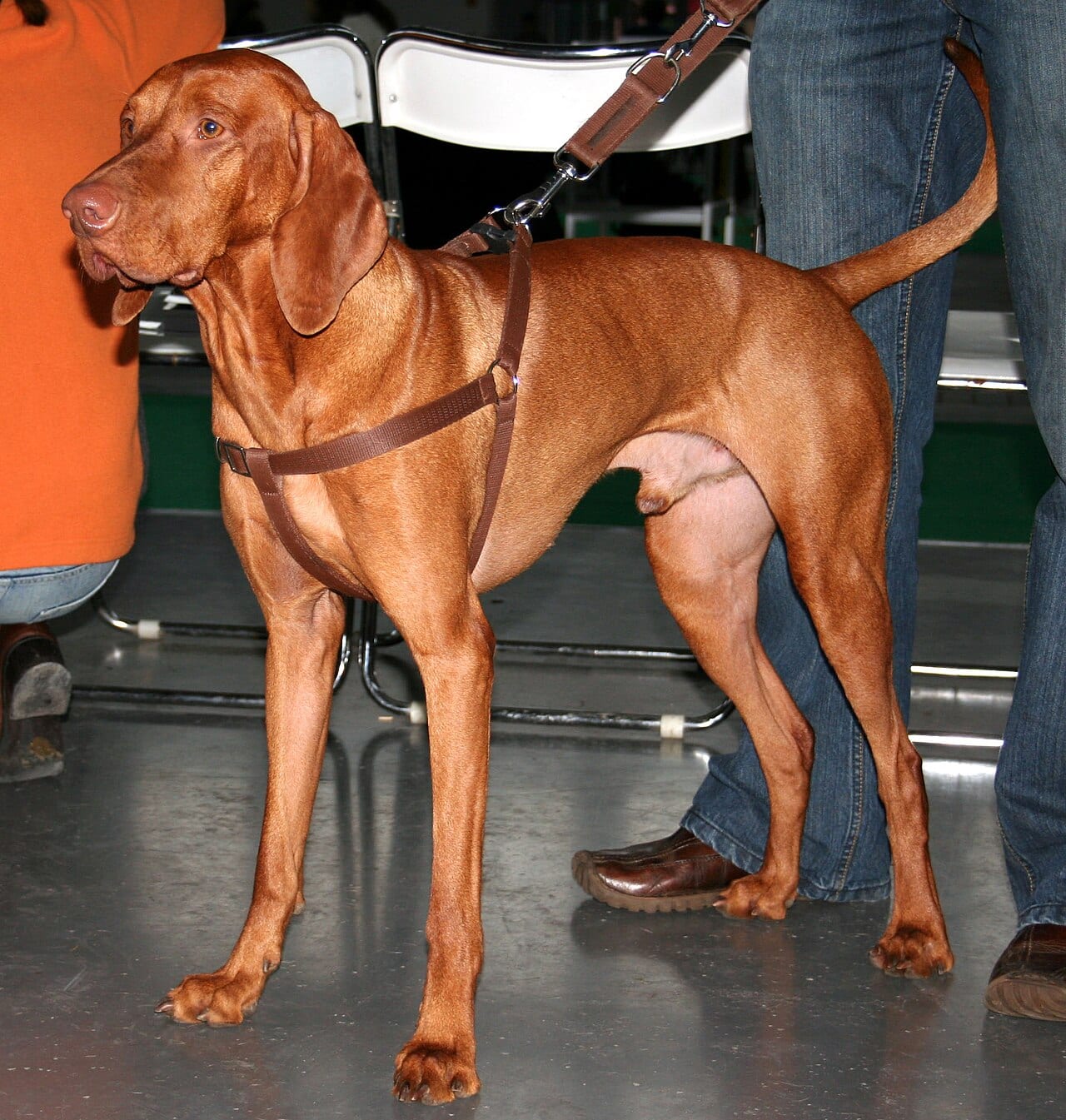 Wyżeł węgierski krótkowłosy (Vizsla)