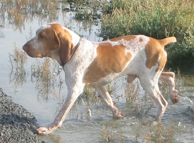 Wyżeł włoski (Bracco Italiano)
