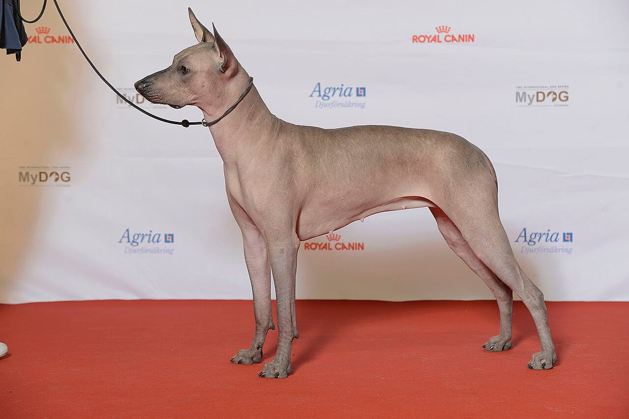 Xoloitzcuintle (meksykański pies nagi)